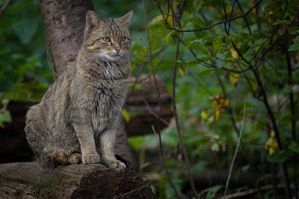 Wildkatze, momente-der-schoepfung.ch