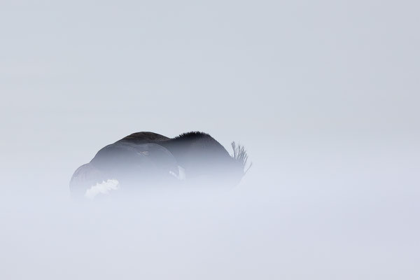Reierente, momente-der-schoepfung.ch