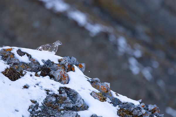 Alpenscheehuhn, momente-der-schoepfung.ch