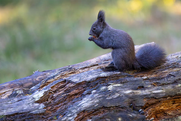 Eichhörnchen, momente-der-schoepfung.ch