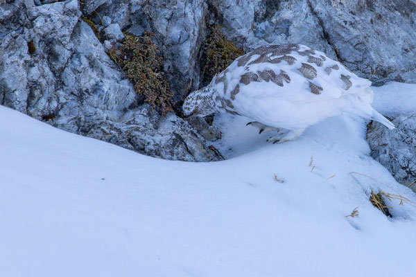Alpenscheehuhn, momente-der-schoepfung.ch