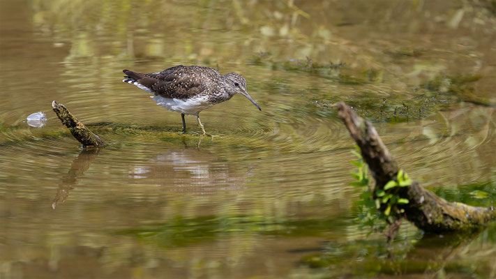 Waldwasserläufer, momente-der-schoepfung.ch