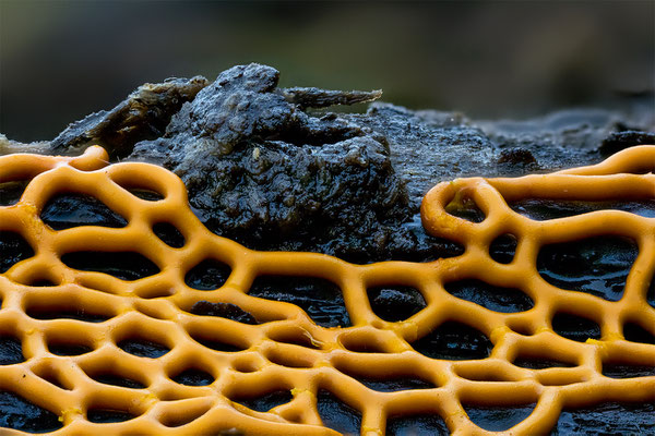 Myxomyceten Schleimpilz, Netzschleimpilzes Hyporhramma serpula, ABM2:1, momente-der-schoepfung.ch