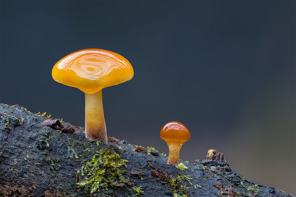 Samtfussrübling, momente-der-schoepfung.ch