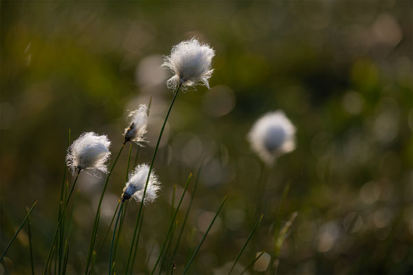 Wollgras, momente-der-schoepfung.ch