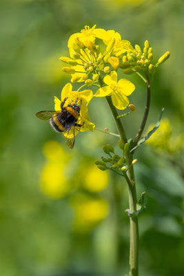 Hummel, momente-der-schoepfung.ch