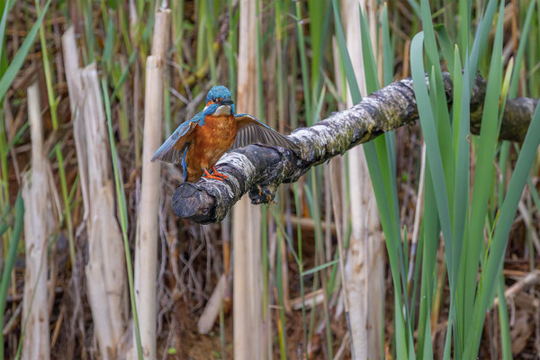Eisvogel, momente-der-schoepfung.ch
