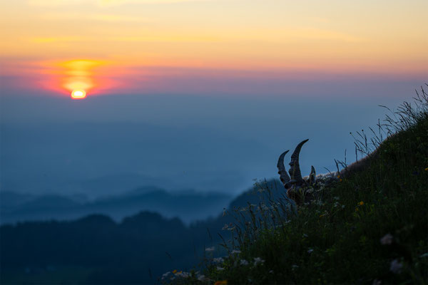 Alpensteinbock, momente-der-schoepfung.ch