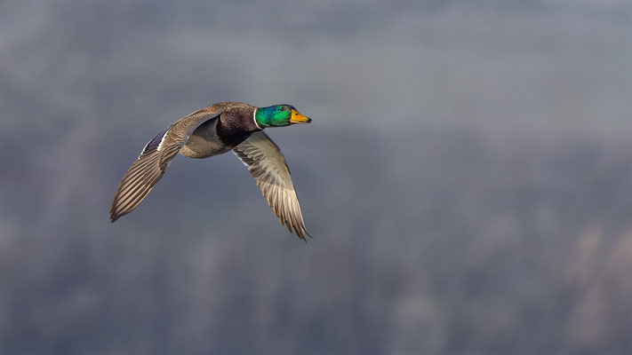 Stockente, momente-der-schoepfung.ch