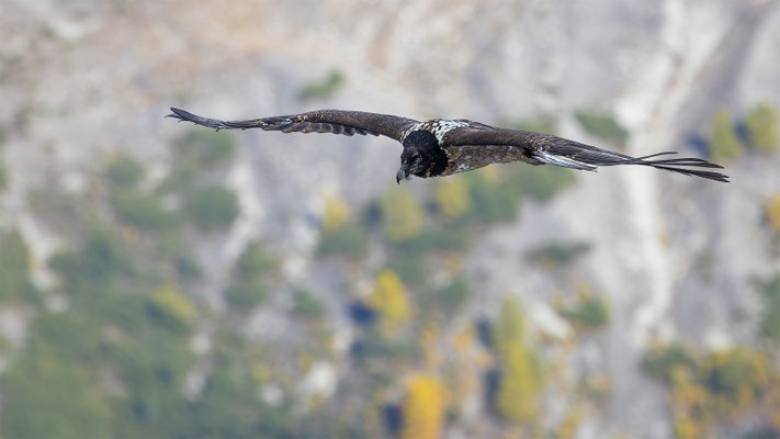 Bartgeier, momente-der-schoepfung.ch