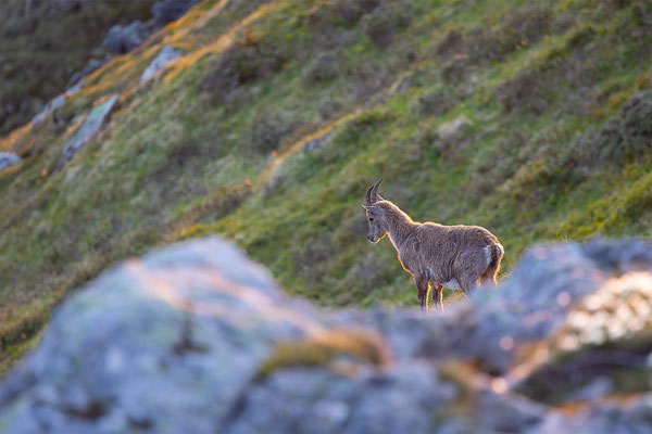 Alpensteinbock, momente-der-schoepfung.ch