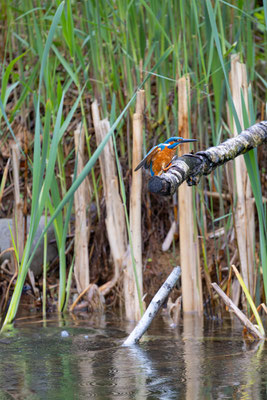 Eisvogel, momente-der-schoepfung.ch