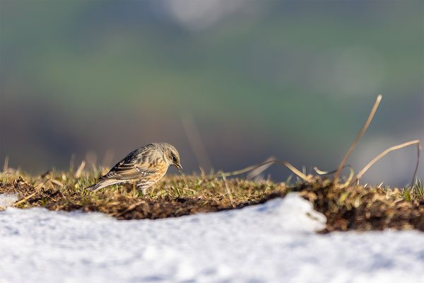 Alpenbraunelle, momente-der-schoepfung.ch