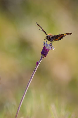 Kleiner Fuchs, momente-der-schoepfung.ch