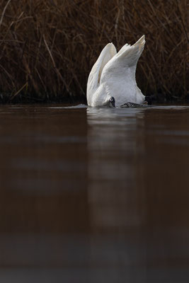 Höckerschwan, momente-der-schoepfung.ch