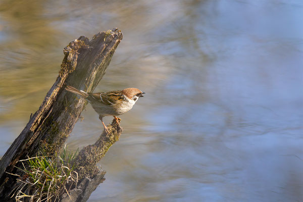 Feldspatz, momente-der-schoepfung.ch
