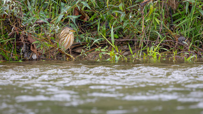 Zwergdommel, momente-der-schoepfung.ch