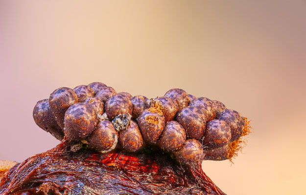 Myxomyceten Schleimpilz, Tricia verrucosa, ABM5:1, momente-der-schoepfung.ch