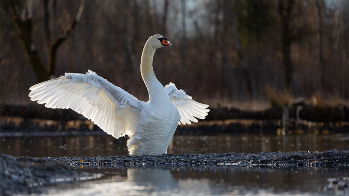 Höckerschwan, momente-der-schoepfung.ch
