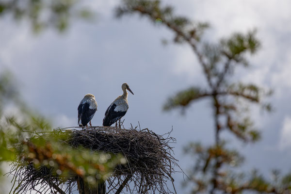Storch, Zürcher Zoo, momente-der-schoepfung.ch