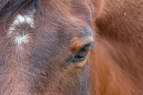 Pferd, momente-der-schoepfung.ch