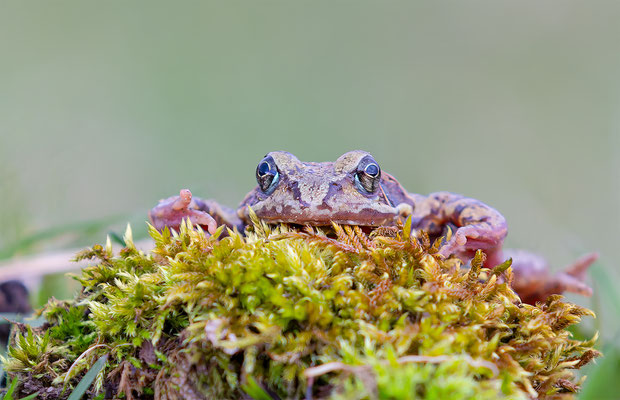 Grasfrosch, momente-der-schoepfung.ch
