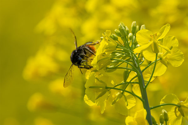 Steinhummel, momente-der-schoepfung.ch