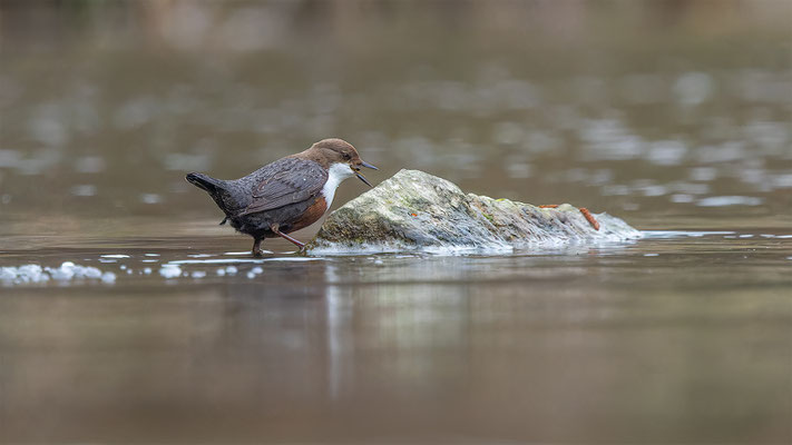 Wasseramsel, momente-der-schopfung.ch