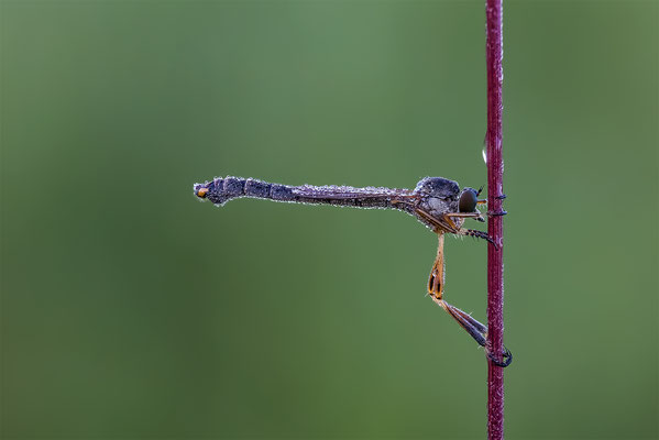 Gemeinen Schlankfliege, Lupigrafie ABM 1:1, momente-der-schoepfung.ch