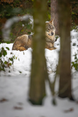 Wolf, momente-der-schoepfung.ch