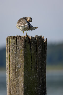 Knutt, momente-der-schoepfung.ch