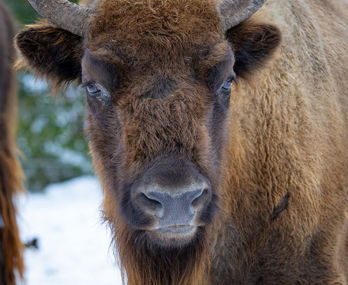 Wisent, momente-der-schoepfung.ch