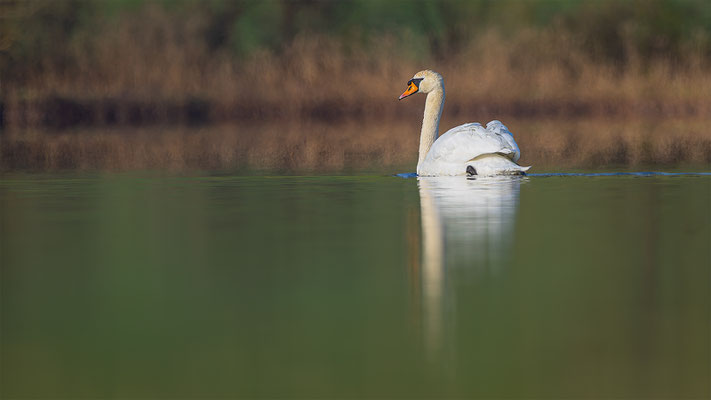 Höckerschwan, momente-der-schoepfung.ch