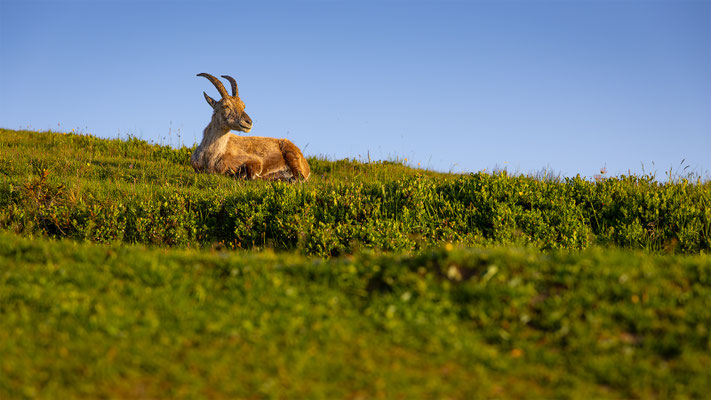 Alpensteinbock, momente-der-schoepfung.ch