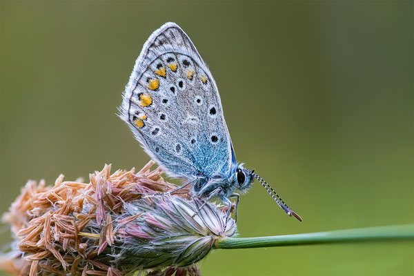 Heuhelbläuling, momente-der-schoepfung.ch