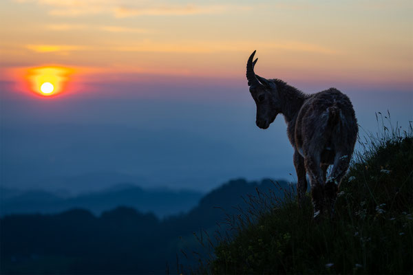 Alpensteinbock, momente-der-schoepfung.ch