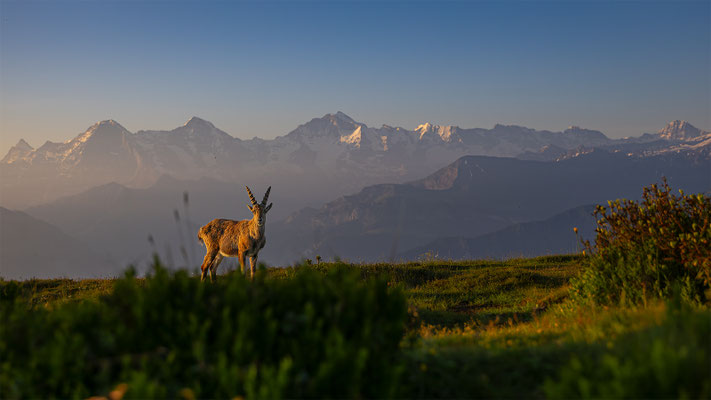Alpensteinbock, momente-der-schoepfung.ch