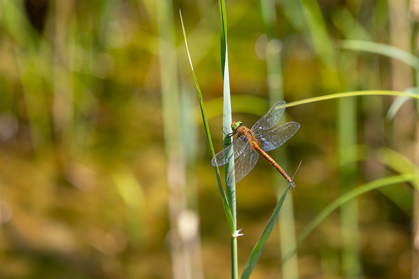 Keilfleck Libelle ,momente-der-schöpfung.ch