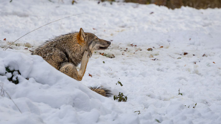 Wolf, momente-der-schoepfung.ch
