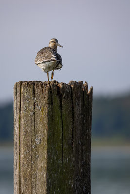 Knutt, momente-der-schoepfung.ch