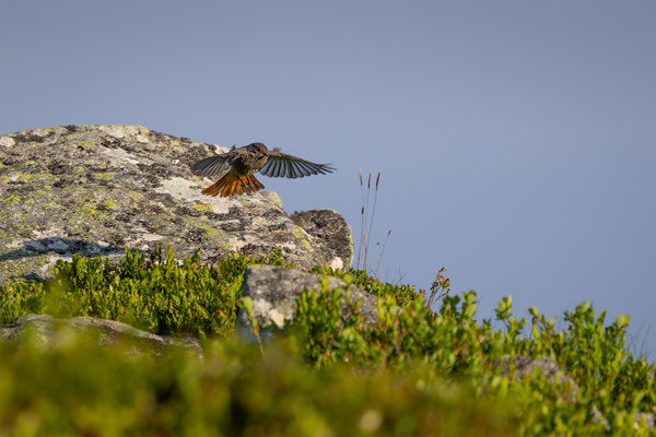 Hausrotschwanz,momente-der-schoepfung.ch