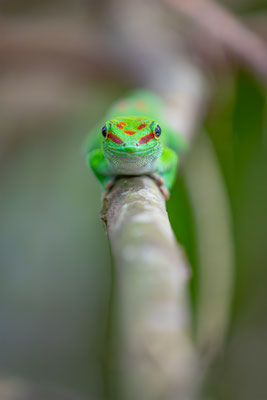 Madagaskar-Taggecko, momente-der-schoepfung.ch