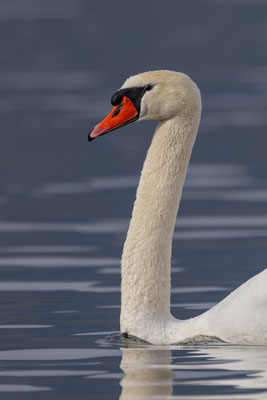 Höckerschwan, momente-der-schoepfung.ch