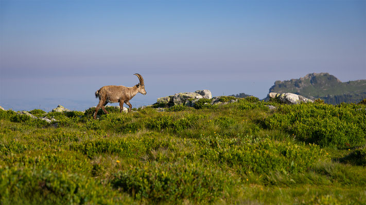 Alpensteinbock, momente-der-schoepfung.ch