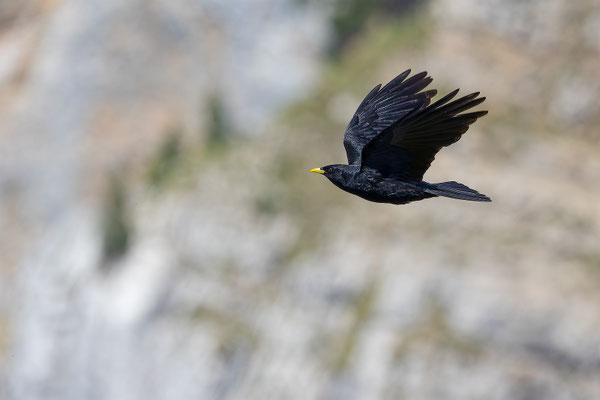 Alpendohle, momente-der-schoepfung.ch