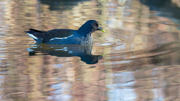 Teichhuhn, momente-der-schoefpung.ch