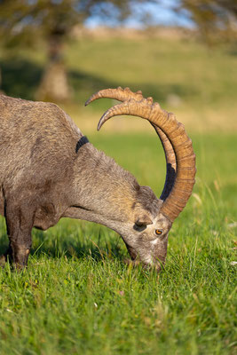 Alpensteinbock, momente-der-schoepfung.ch