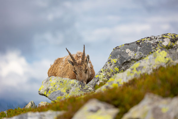 Alpensteinbock, momente-der-schoepfung.ch
