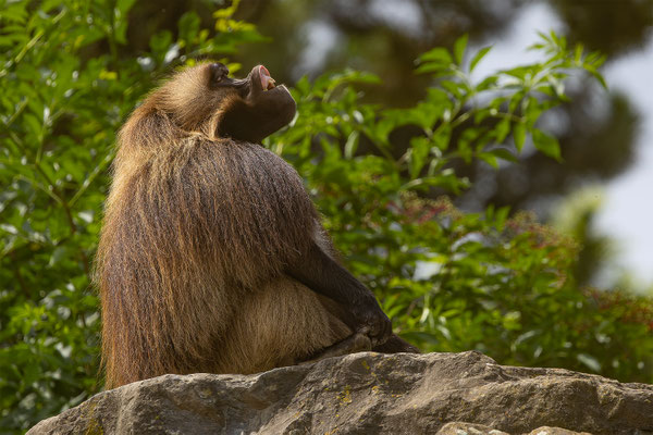 Dschelada, Zürcher Zoo, momente-der-schoepfung.ch