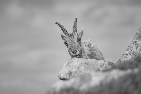Alpensteinbock, momente-der-schoepfung.ch